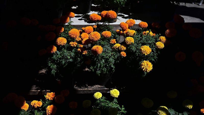 Mercado Ornamental en la plazuela del carbón en Xalapa g